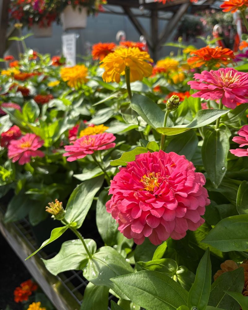 Zinnias: Colorful Blooms in a Flash