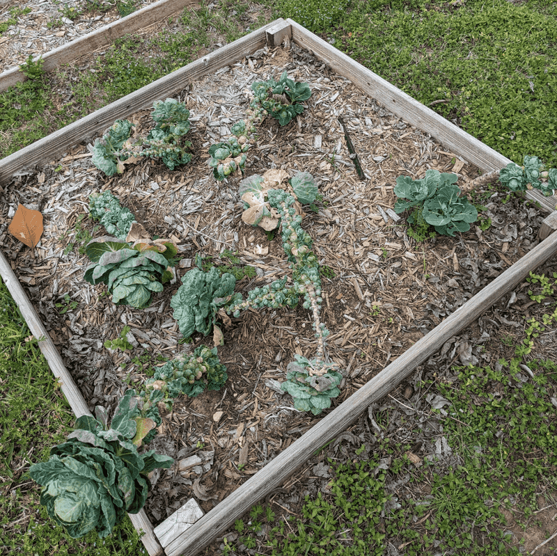 Brussels Sprouts Need Cold Texas Rarely Delivers