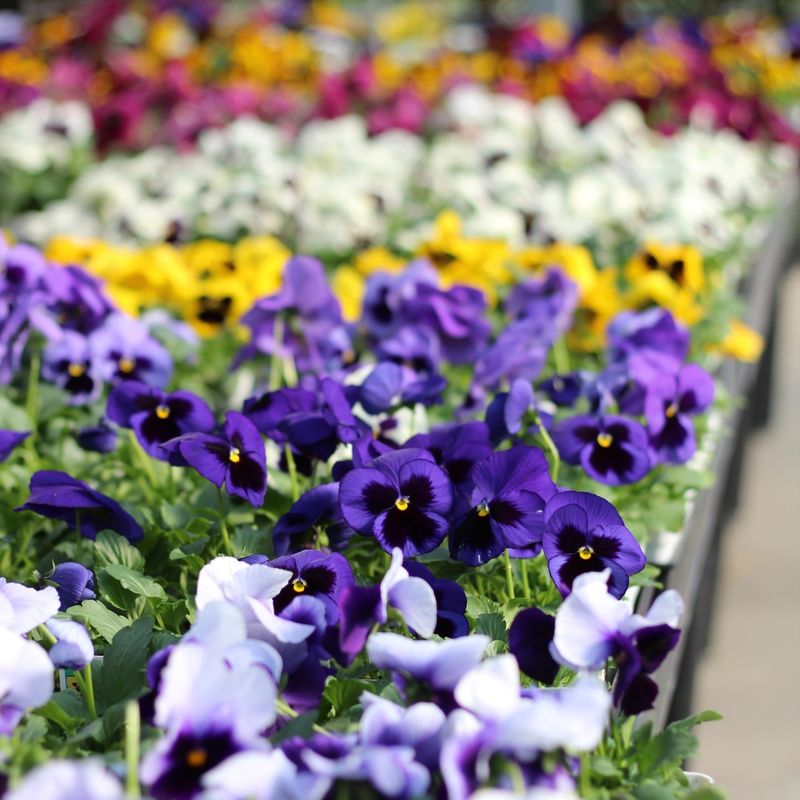 Pansies