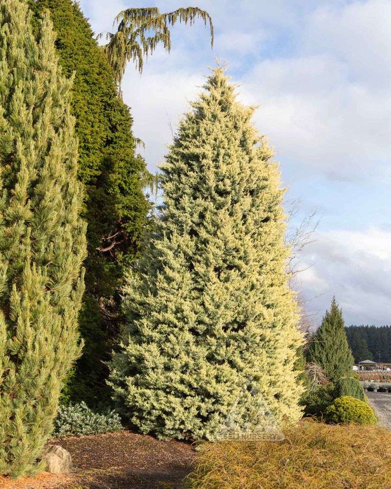 Arizona Cypress: Desert Tree in Prairie State