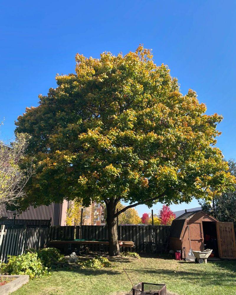 Norway Maple