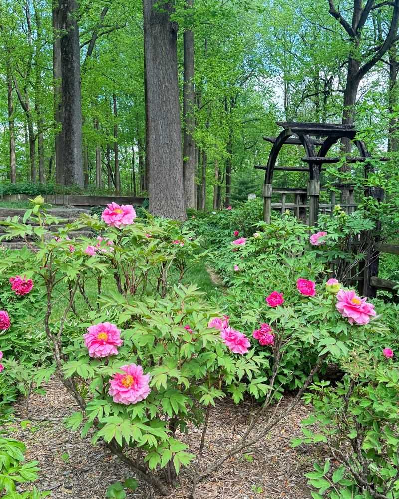 Peony