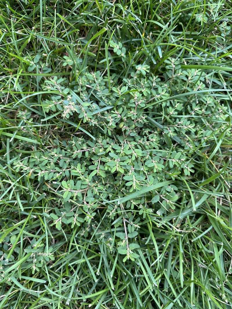 Weed Removal By Hand