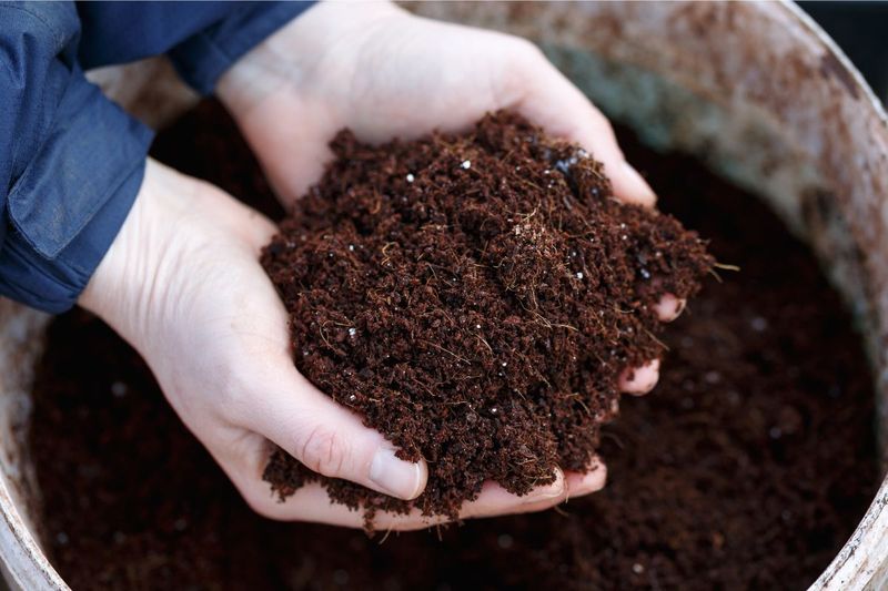 Soil Mix That Promotes Strong Roots