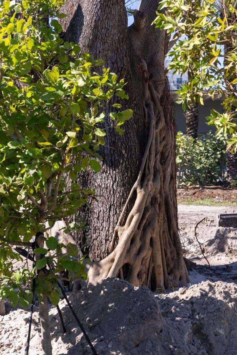 Invasive Strangler Figs