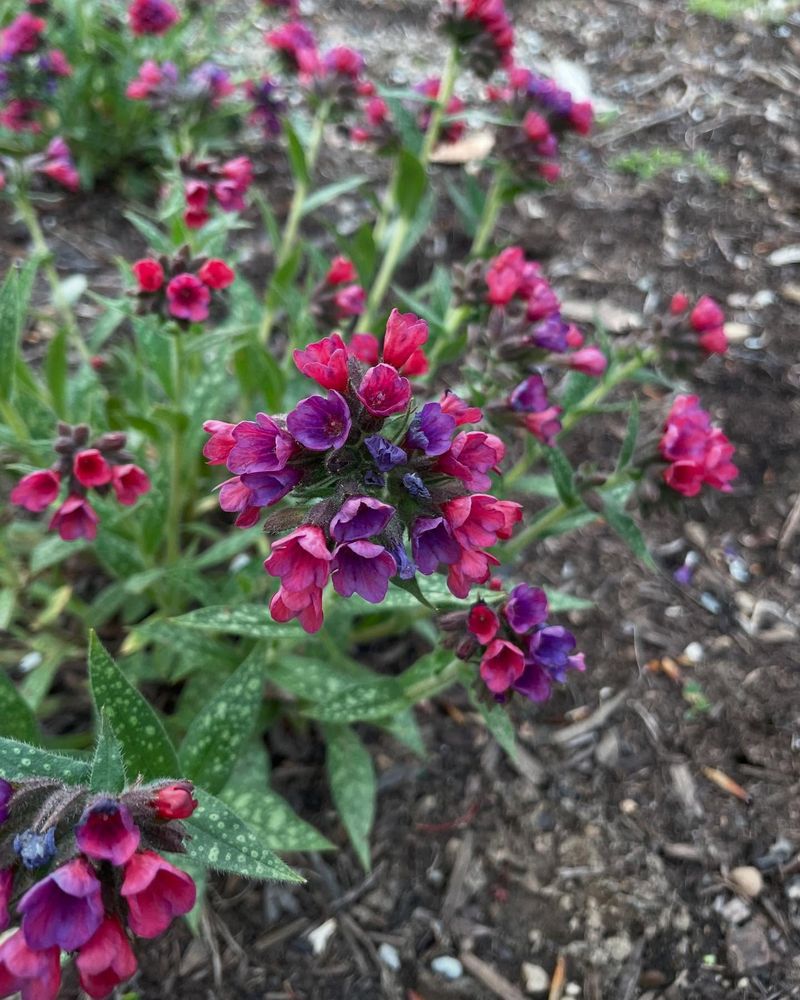 Red Lungwort 'Raspberry Splash' (Pulmonaria)