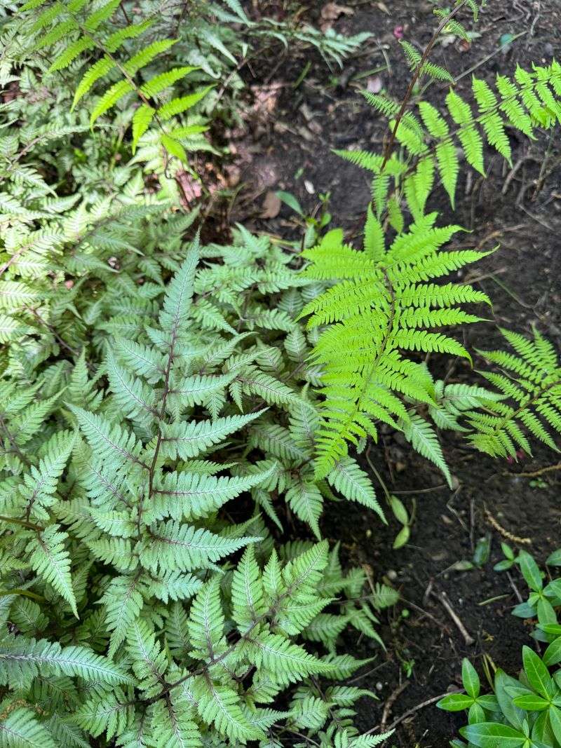 Japanese Painted Fern – The Delicate Diva