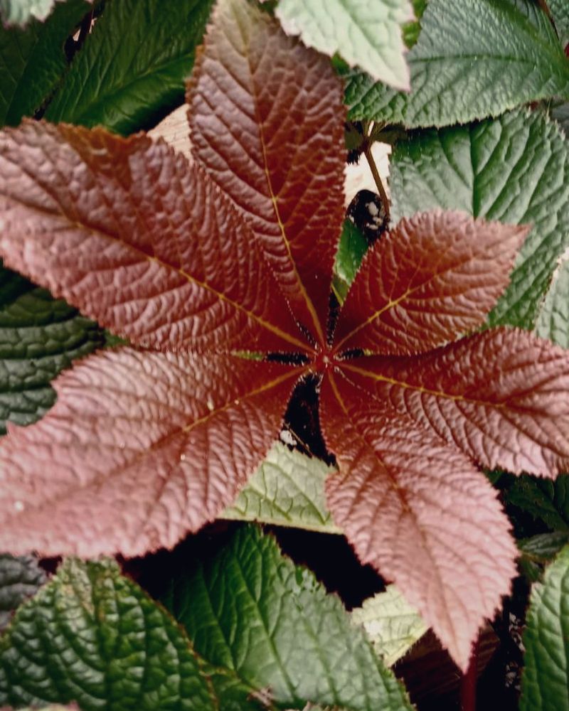 Rodgersia
