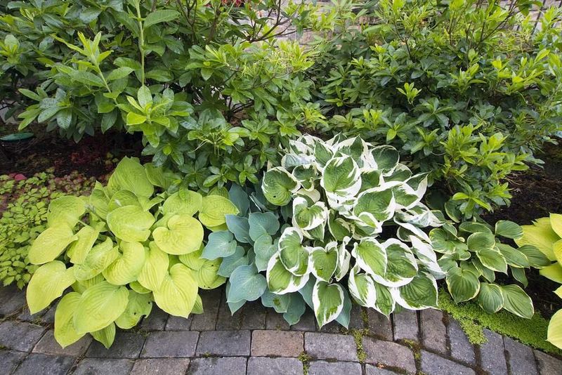 Hostas: Shade Garden Stalwarts