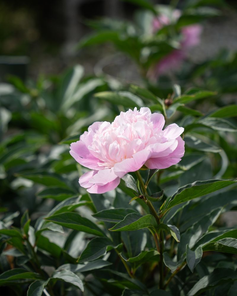 Peonies