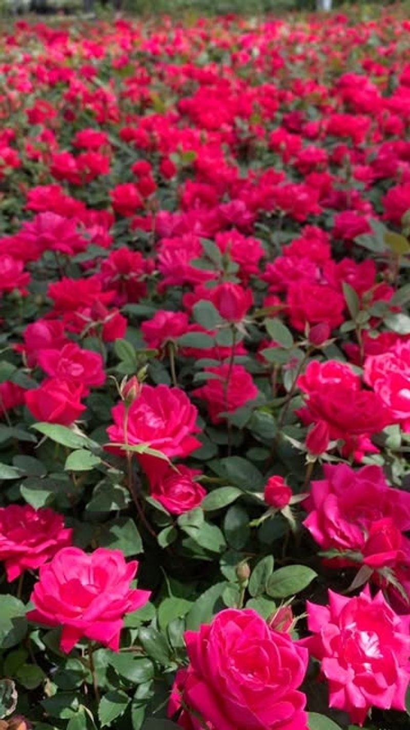 Knock Out Roses Keep Going Strong