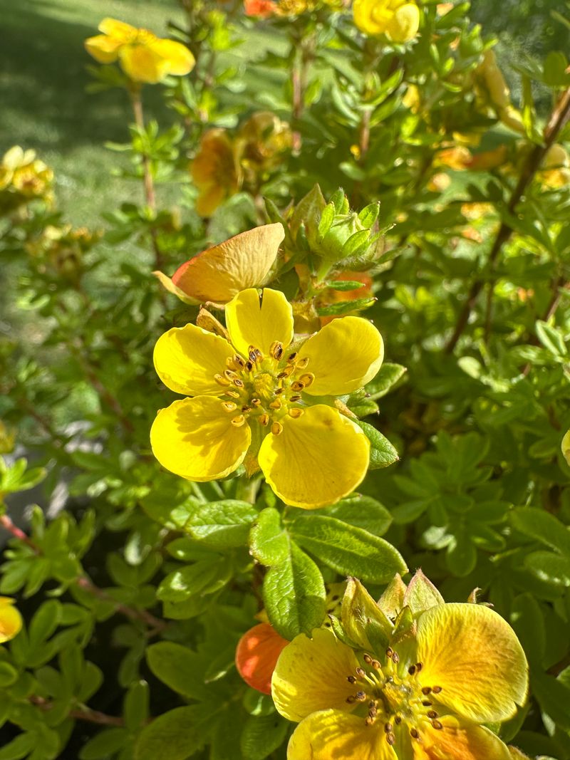 Potentilla Flourishes With Mid-Season Haircut