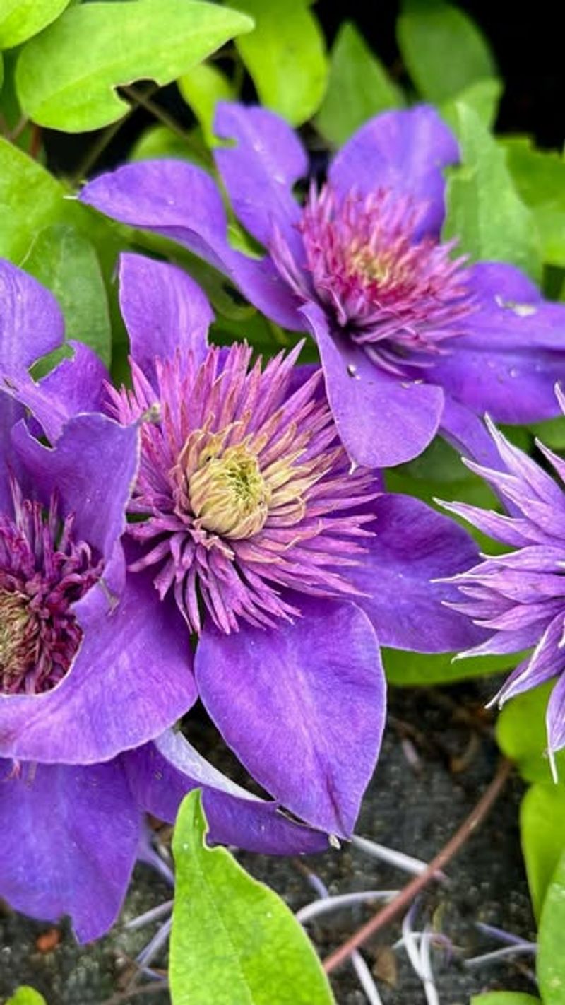 Clematis: Climbing Charmers