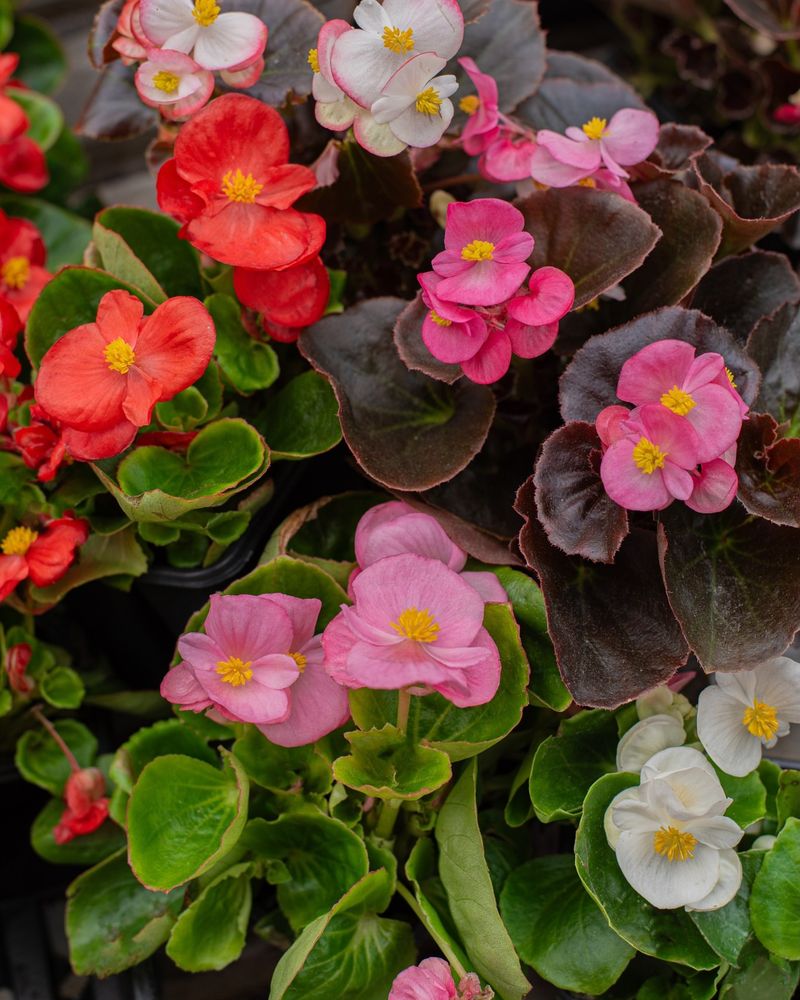 Begonias: The Shade-Loving Beauties