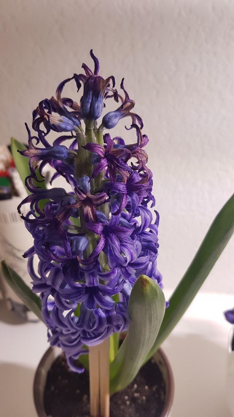 Hyacinths