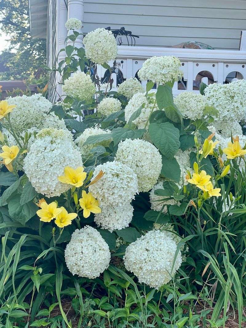 White Hydrangea