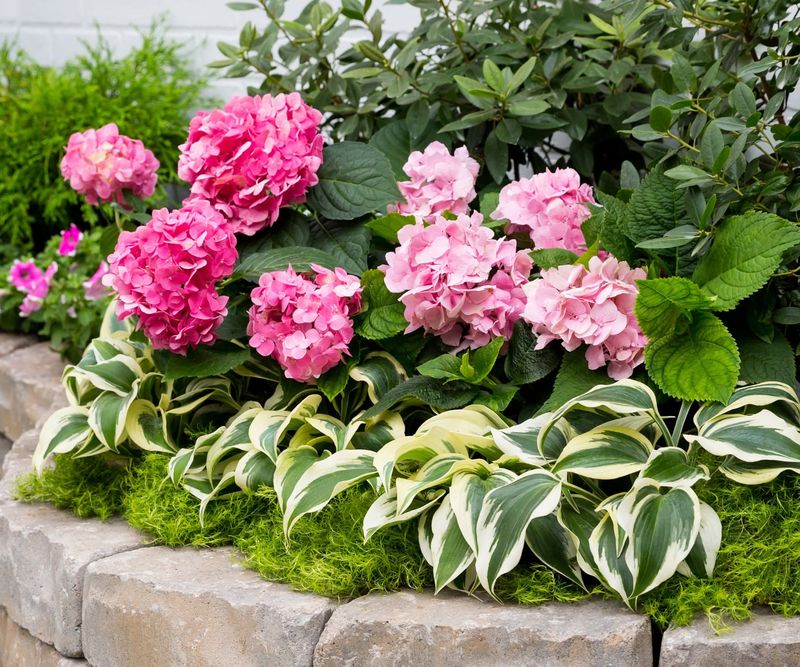 Hydrangea