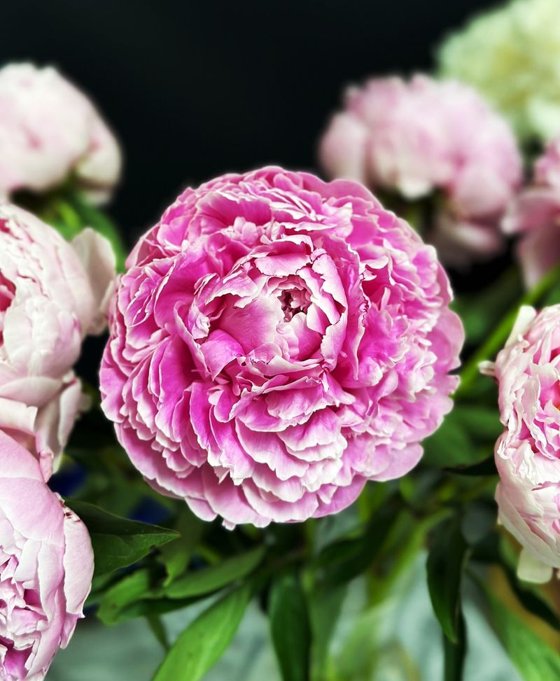 Peonies: Lush But Limited
