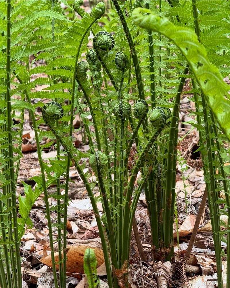 Ostrich Fern