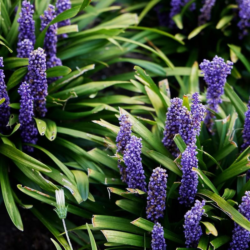 Liriope