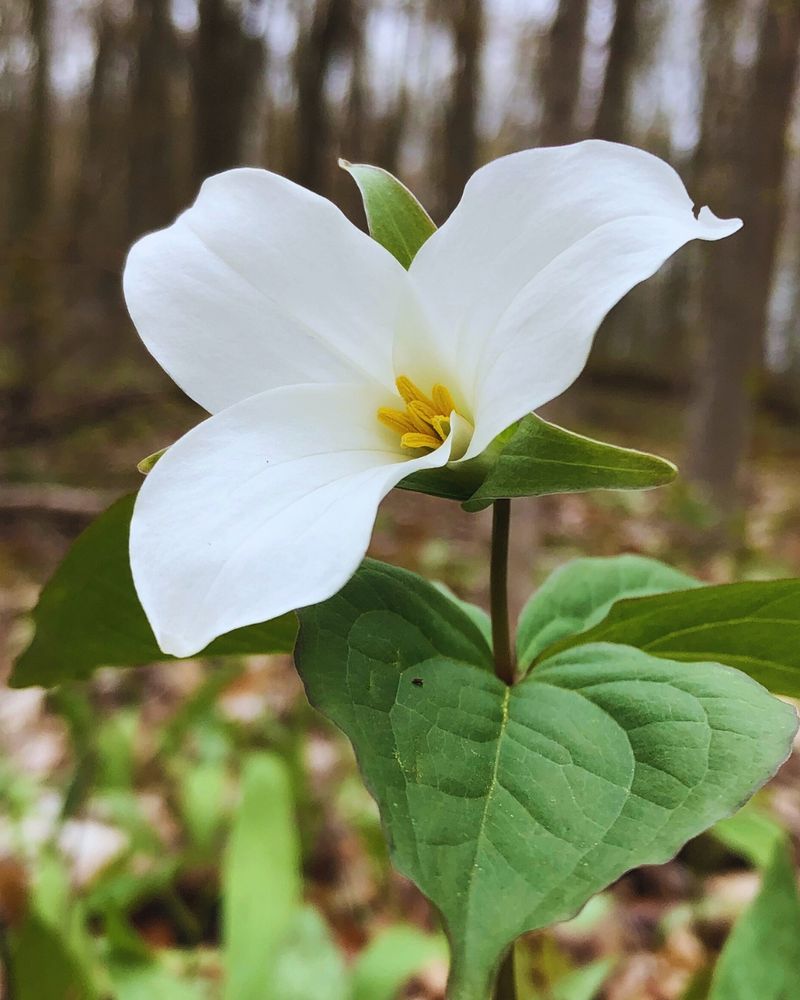 Trillium