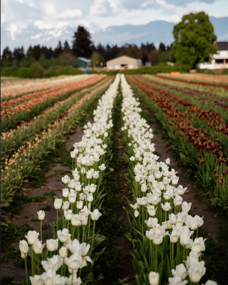 White Tulips: Spring Stars, Summer Duds