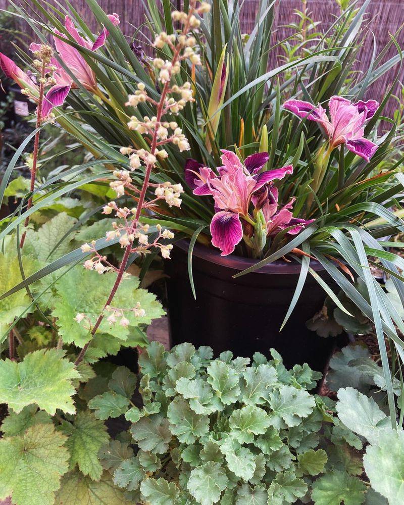 Silver Artemisia with Deep Purple Heuchera