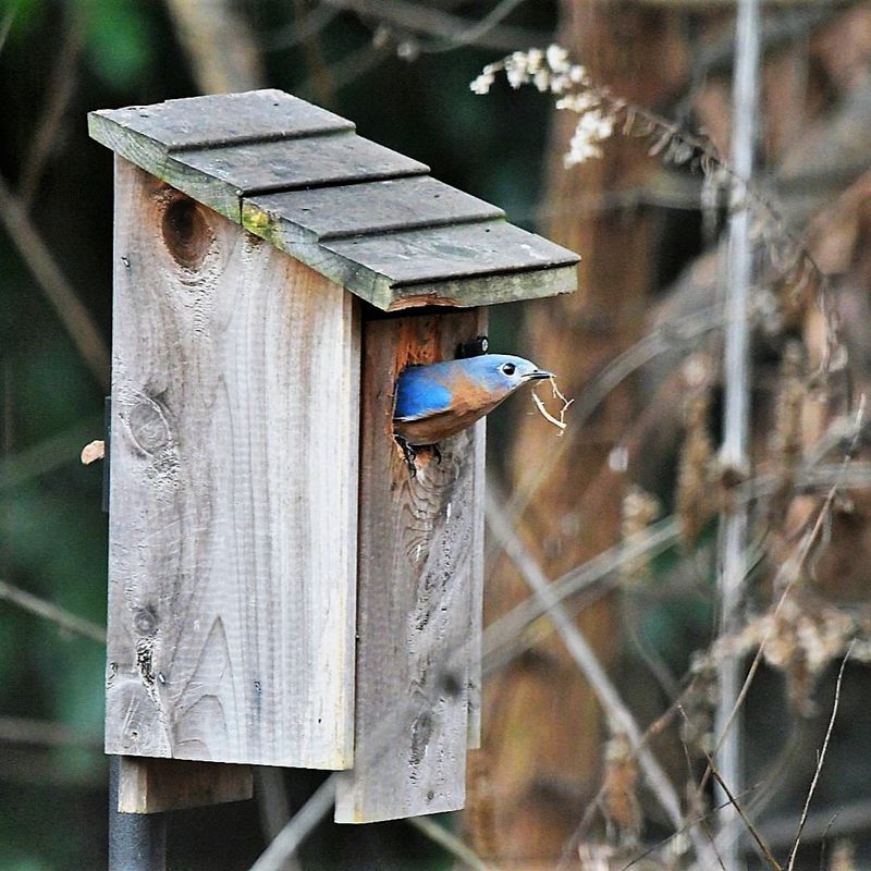 Install Nesting Boxes