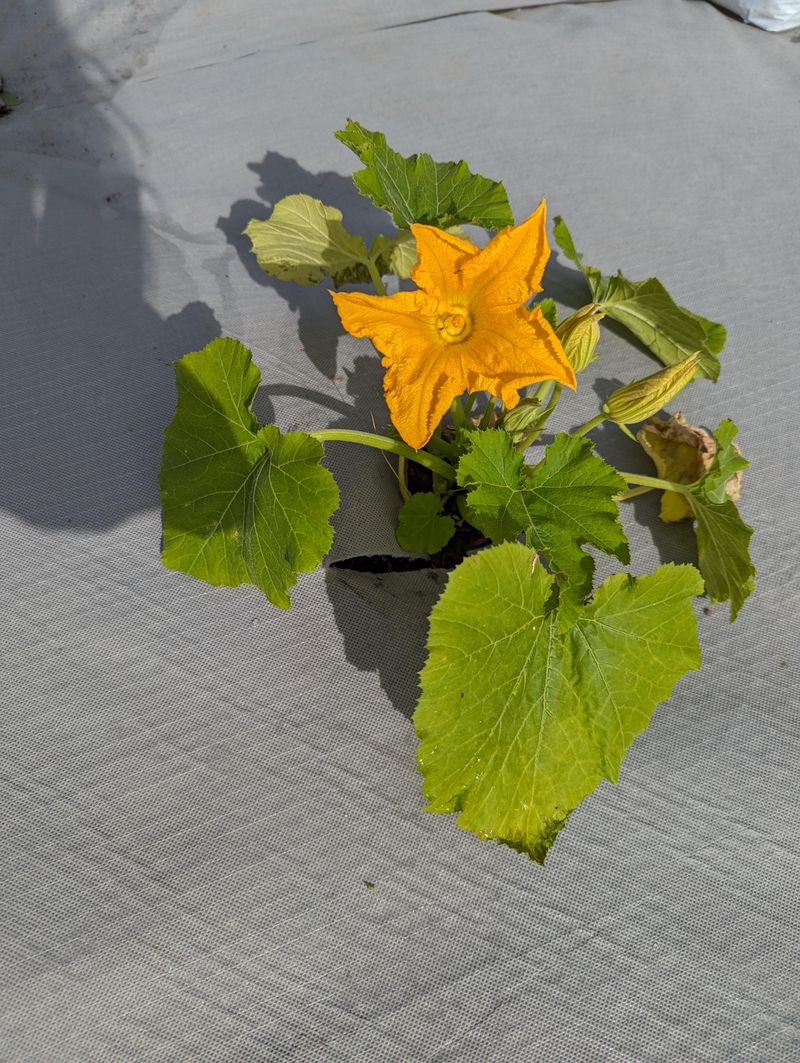 Pinch Growing Tips