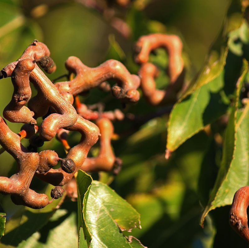 Japanese Raisin Tree: Living Raisin Factory