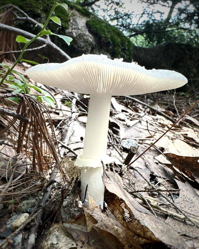 Destroying Angel