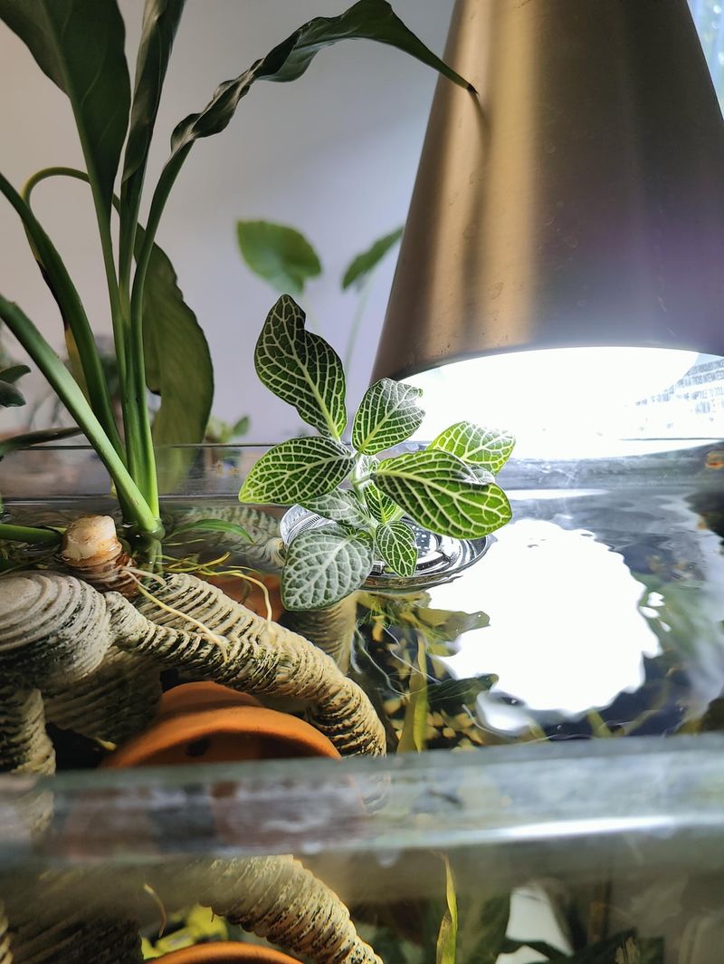 Floating Aquatic Propagation