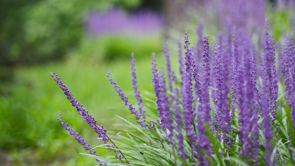 Liriope