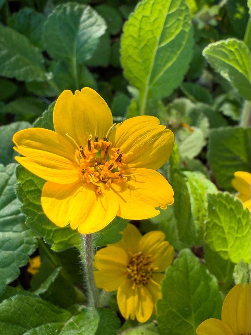 Green And Gold
