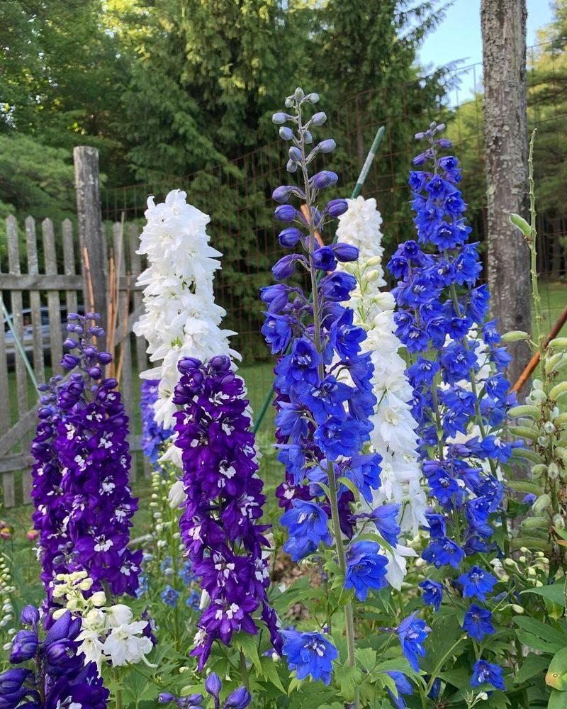 Delphinium