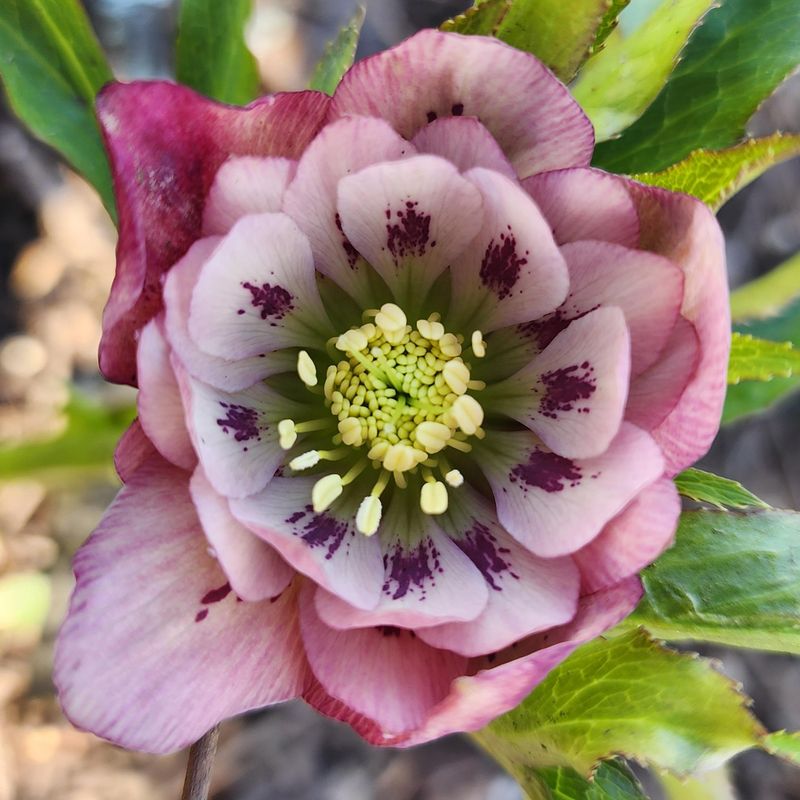 Hellebore (Helleborus orientalis)