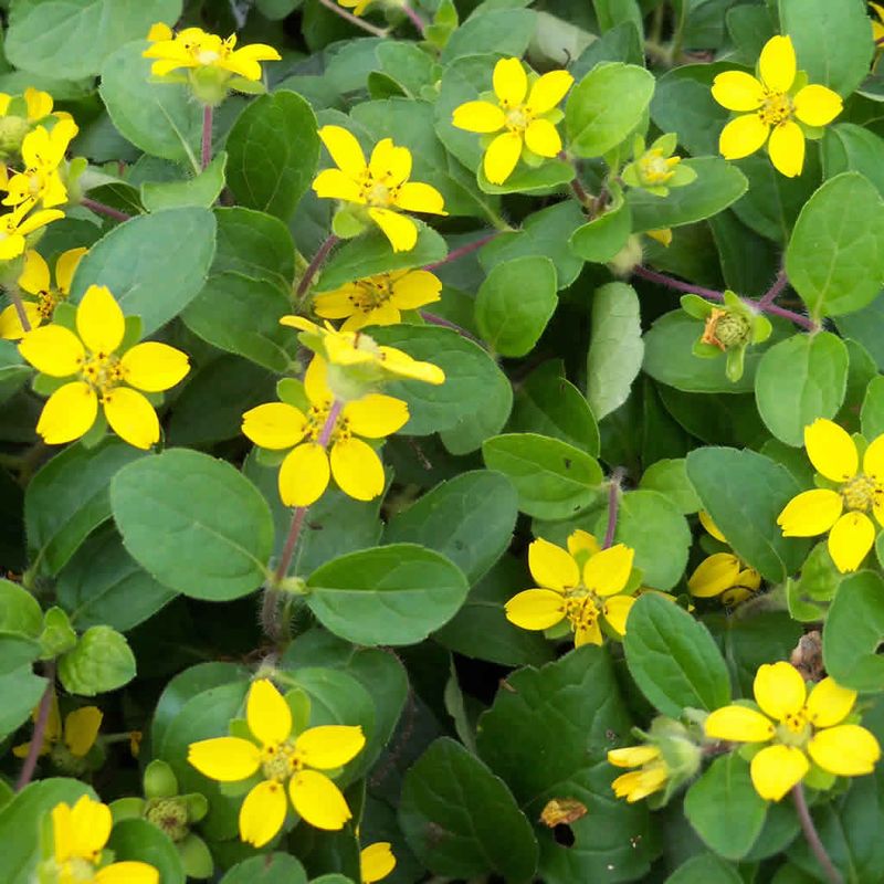 Green-and-Gold