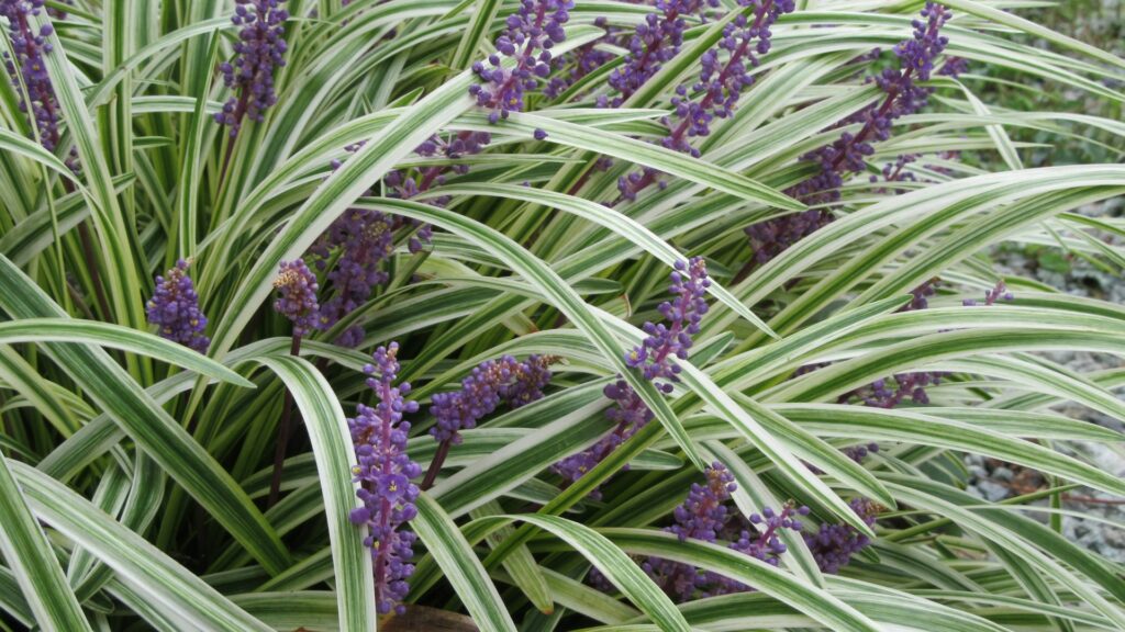 Liriope ‘Royal Purple’