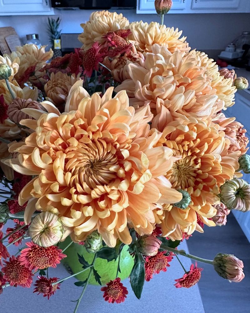 Chrysanthemums