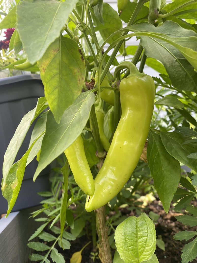 Seed Color Indicates Maturity Stages