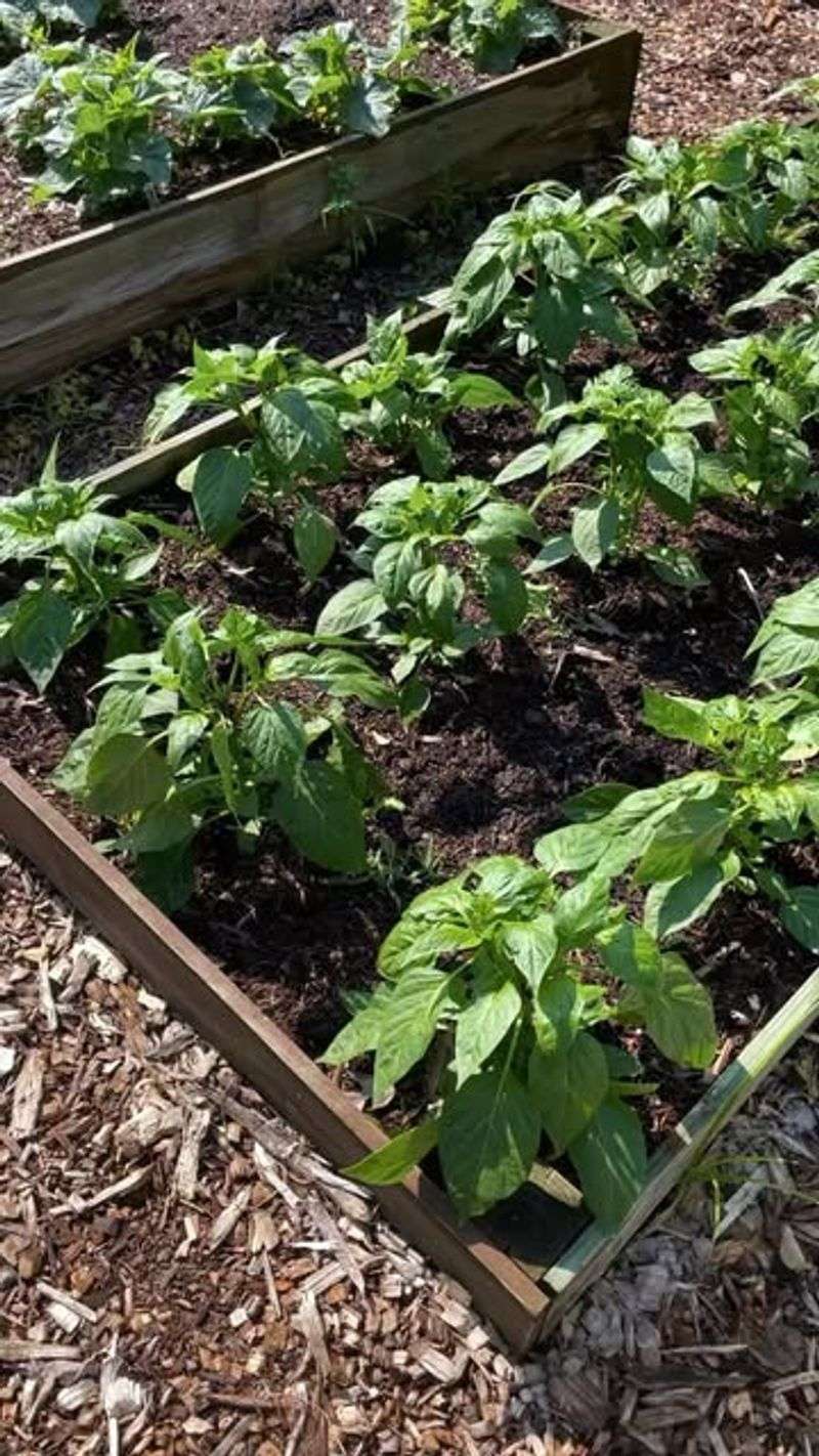 Extensive Vegetable Gardens