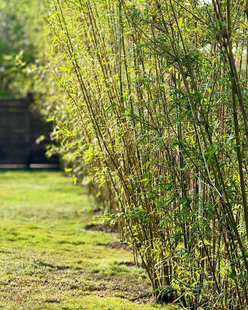 Bamboo Privacy Hedge