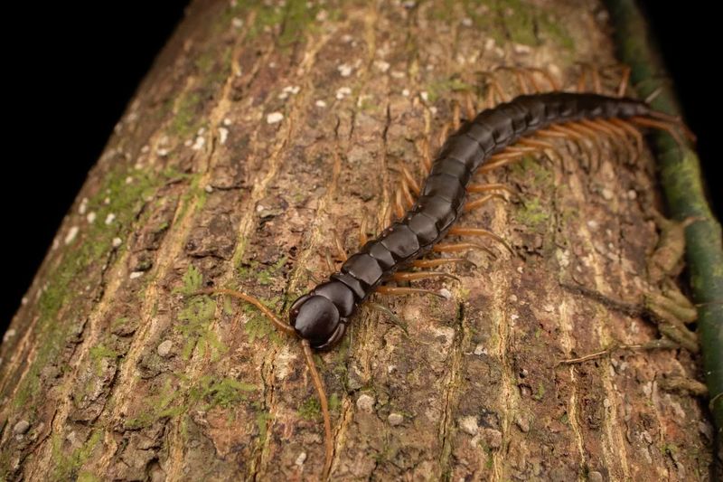 Centipedes