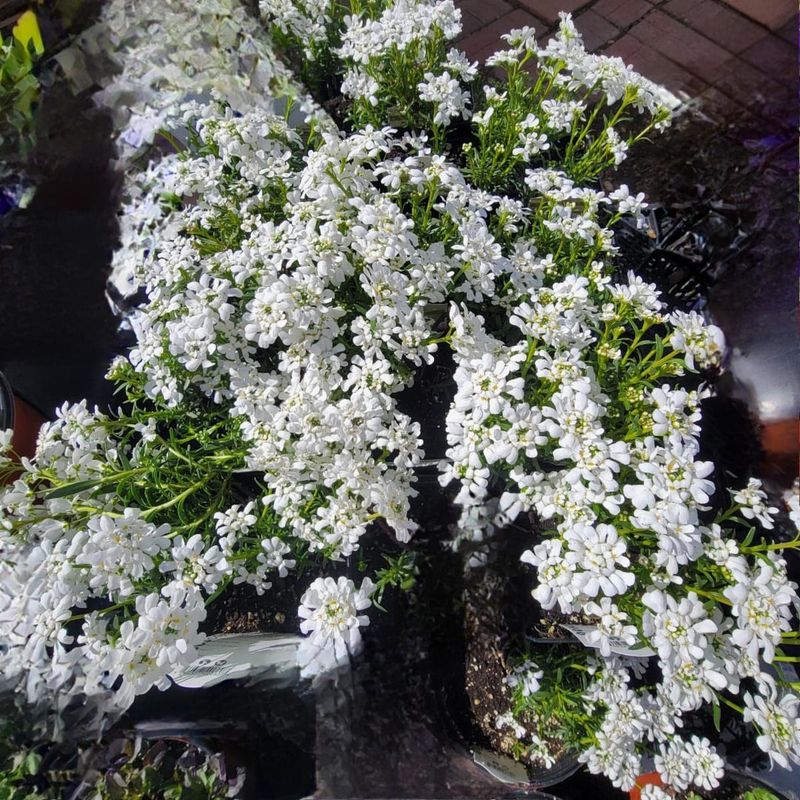 Candytuft