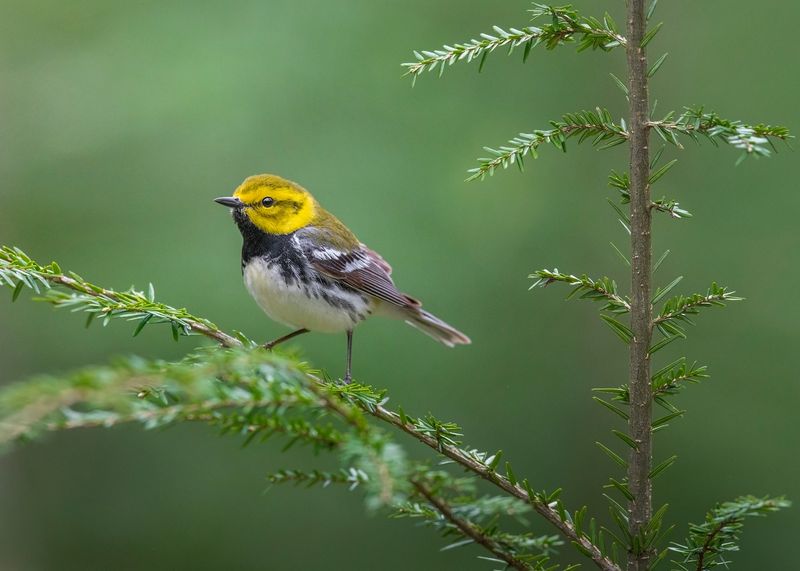 Bird-Friendly Thickets