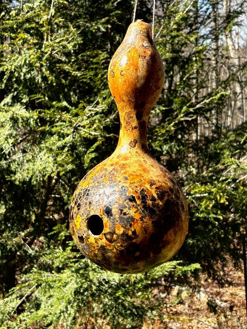 Gourd Bird Buffet