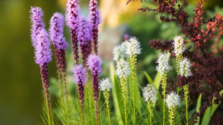 Liatris 'Kobold'