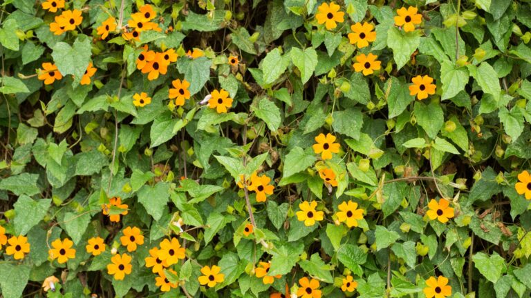Black-Eyed Susan