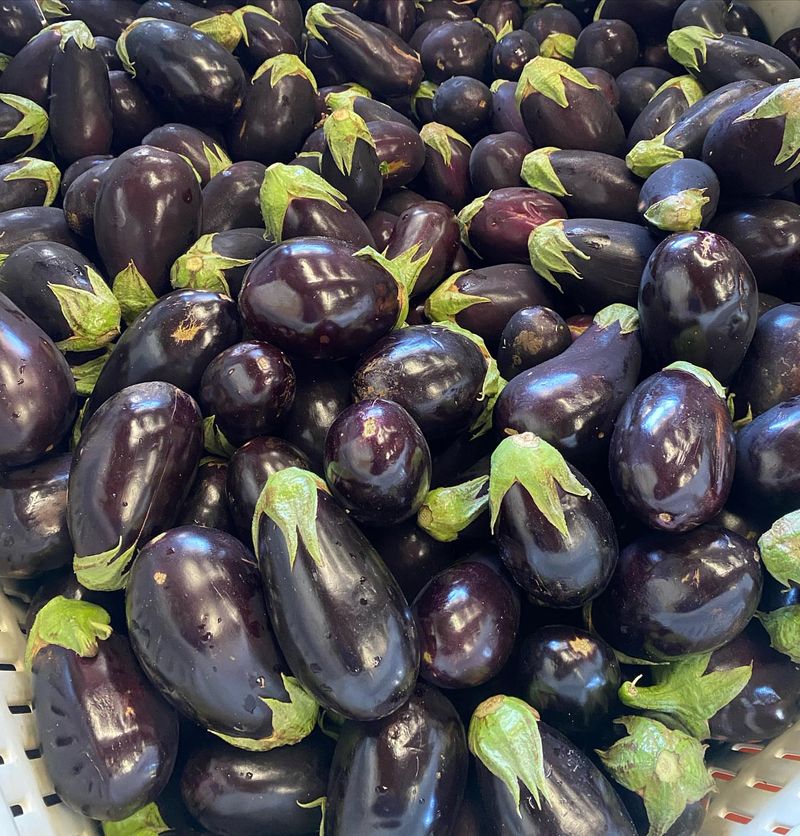 Globe Eggplant