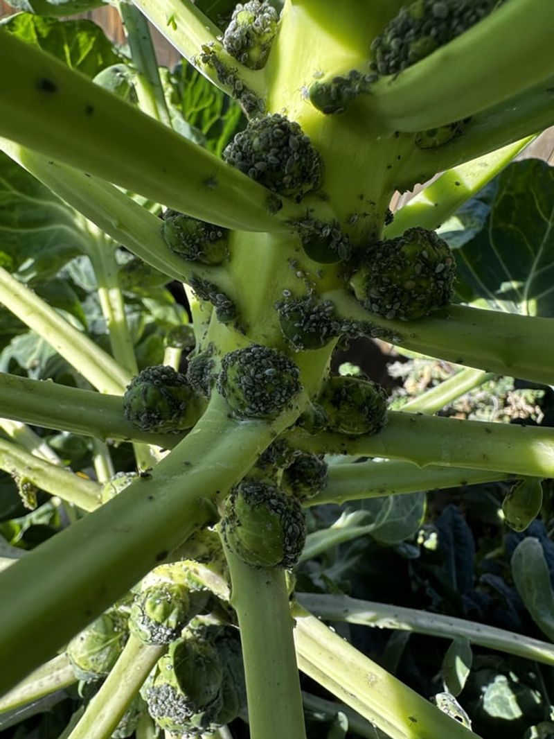Brussels Sprouts